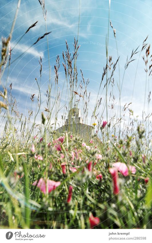 Schiefe Schapelle Umwelt Landschaft Frühling Blume Gras Blüte Kroatien Dorf Altstadt Kirche Bauwerk Gebäude Architektur Kapelle Fassade Blühend schön blau grün