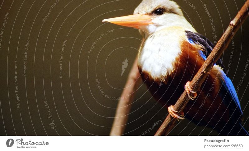 Fogi Zoo Tier Wildtier Vogel Flügel 1 festhalten Freundlichkeit blau Eisvögel Schnabel Feder Zweig Farbfoto mehrfarbig Außenaufnahme Nahaufnahme Menschenleer