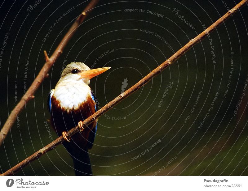 Fogi Zoo Tier Wildtier Vogel Flügel 1 Fröhlichkeit schön blau Eisvögel Schnabel Feder Zweig Farbfoto Gedeckte Farben Außenaufnahme Menschenleer