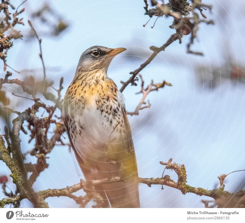 Wacholderdrossel im Baum Natur Tier Himmel Sonnenlicht Schönes Wetter Zweige u. Äste Wildtier Vogel Tiergesicht Flügel Krallen Drossel Schnabel gefiedert Feder