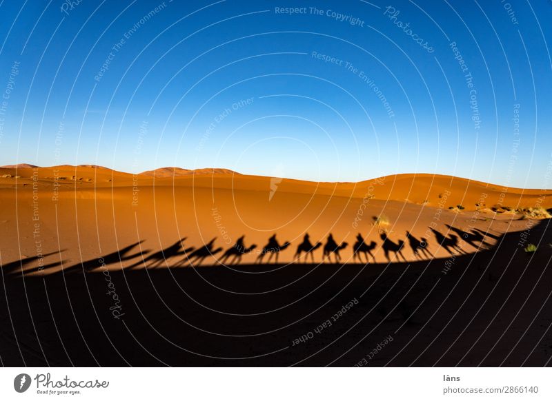 Die Karawane zieht weiter - 1300 Ferien & Urlaub & Reisen Tourismus Ausflug Ferne Mensch Menschengruppe Landschaft Urelemente Himmel Wolkenloser Himmel