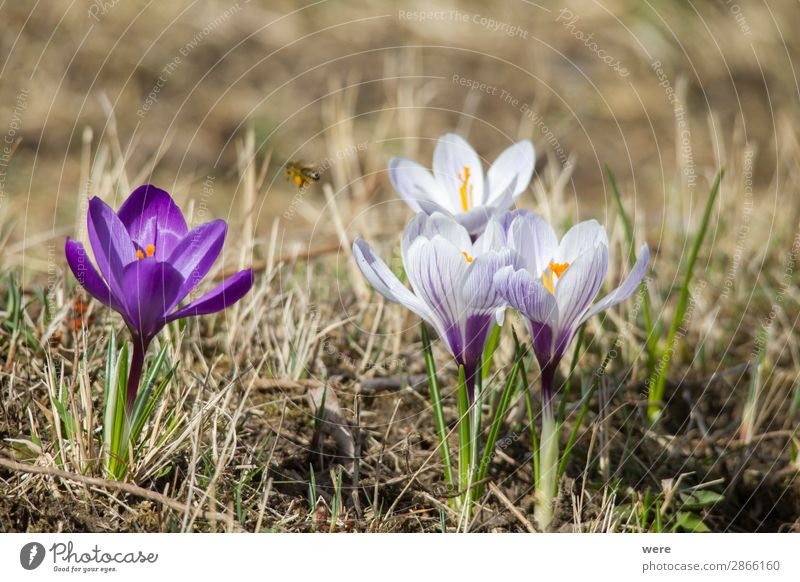 Flowers of spring crocus Natur Pflanze Blüte springen Frühlingsgefühle Blossoms animal bee bee pollen beekeeper blooming copy space flowers glow honey insect