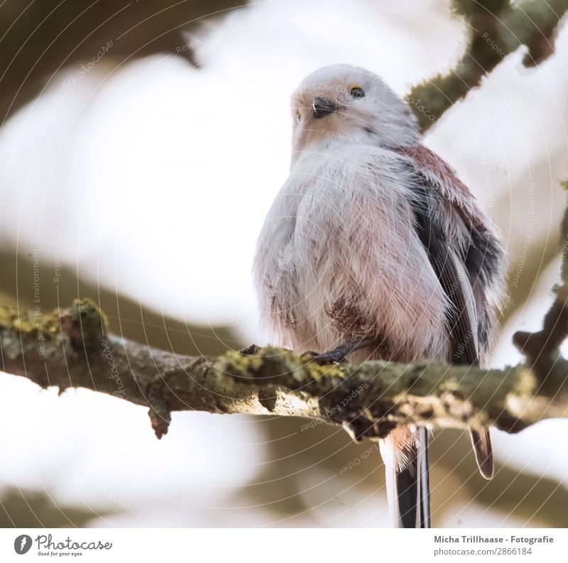 Aufgeplusterte Schwanzmeise im Baum Natur Tier Himmel Sonnenlicht Schönes Wetter Zweige u. Äste Wildtier Vogel Tiergesicht Flügel Krallen Meisen Schnabel Auge