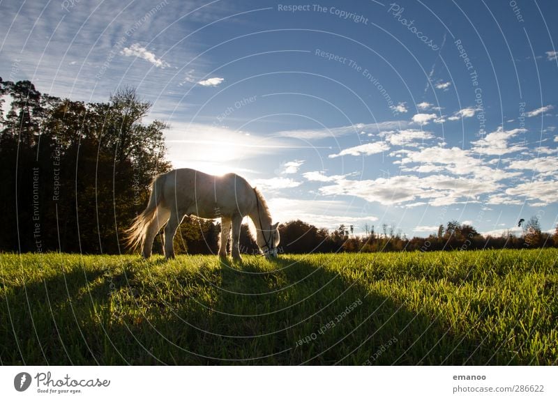 Schimmel Umwelt Natur Landschaft Pflanze Tier Himmel Wolken Wetter Gras Wiese Feld Nutztier Pferd 1 Fressen stehen blau grün weiß Reiten Reiterhof Reitsport