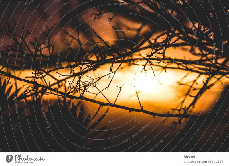 schöner Abschied Natur Himmel Nachthimmel Sonnenaufgang Sonnenuntergang Wetter Schönes Wetter Sträucher Zweige u. Äste leuchten Kitsch natürlich gold orange