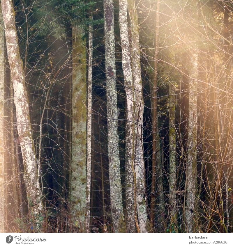 Baumleuchten Natur Sonne Herbst Sträucher Wald dunkel Freundlichkeit hell Wärme Stimmung Lebensfreude ruhig Frieden Gefühle Hoffnung Sinnesorgane Umwelt