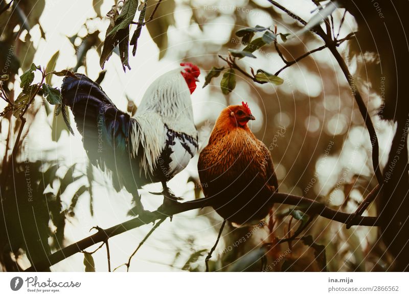 Kikeriki Tier Haustier Nutztier Vogel Tiergesicht Flügel 2 Tierpaar Tierfamilie wild Leben Lebensfreude nachhaltig Natur Zufriedenheit Haushuhn Hahn Federvieh