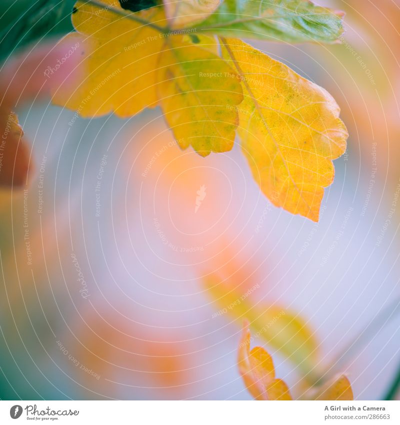 the beauty of autumn Umwelt Natur Pflanze Herbst Blatt Park Wald trocken Wärme mehrfarbig Außenaufnahme Detailaufnahme Textfreiraum Mitte Hintergrund neutral