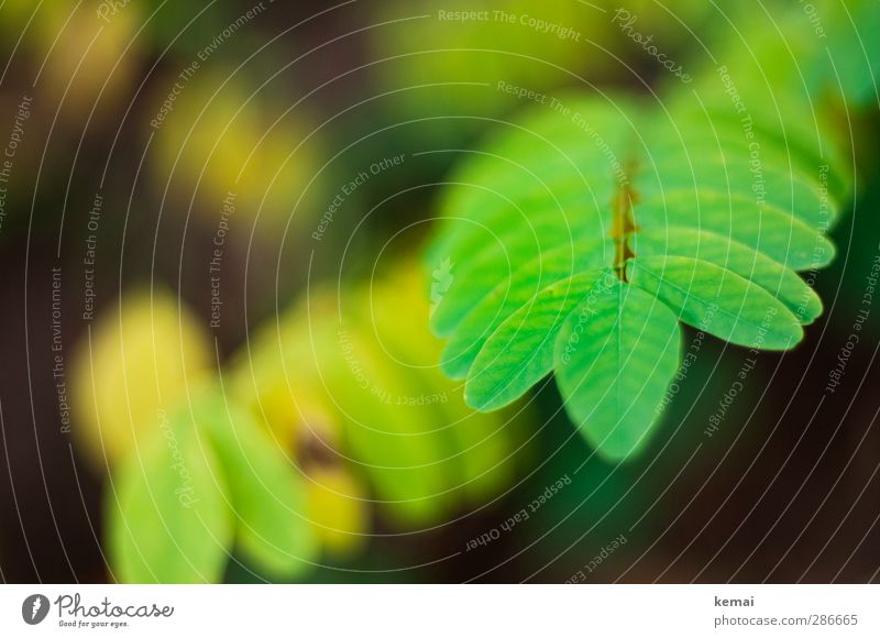 Grüne Kraft Umwelt Natur Pflanze Herbst Blatt Grünpflanze Wildpflanze Wald Wachstum frisch grün leuchtend grün leuchtende Farben Farbfoto Außenaufnahme