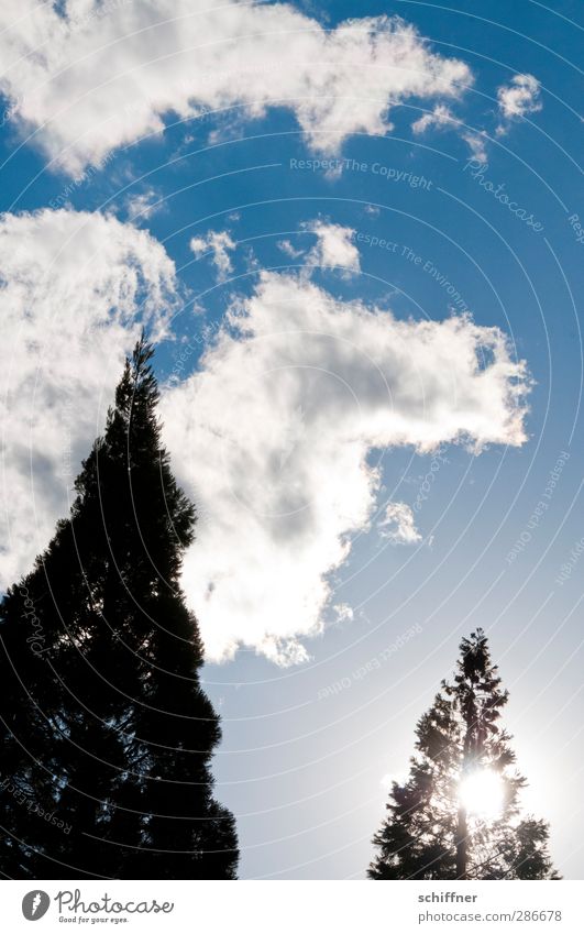 Kamel in der Oase bei tiefstehender Sonne Umwelt Natur Himmel Wolken Schönes Wetter Pflanze Baum Grünpflanze blau schwarz weiß Wolkenbild Wolkenhimmel