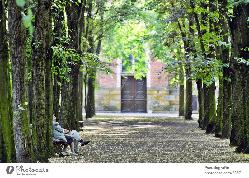 Allee Mensch maskulin feminin Frau Erwachsene Mann Weiblicher Senior Männlicher Senior Paar Partner 2 60 und älter Baum Blatt Park Wege & Pfade sprechen sitzen