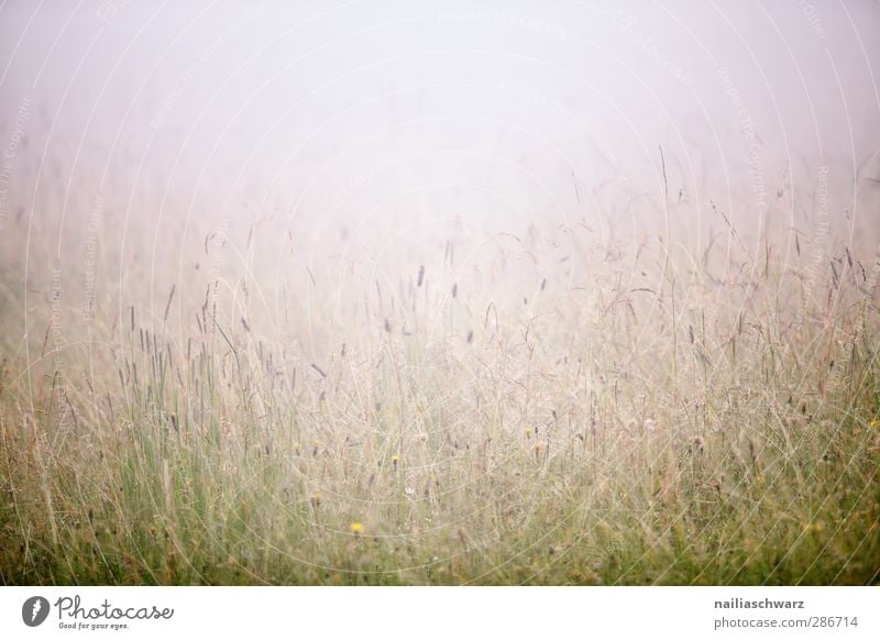 Nebel Natur Landschaft Pflanze Erde Sommer schlechtes Wetter Regen Blume Gras Grünpflanze Wildpflanze Wiese Feld Alpen Duft frisch kalt nass natürlich schön