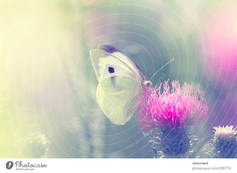 kohlweißling auf distel schön Sommer Natur Pflanze Tier Sonnenlicht Frühling Blume Blüte Wildpflanze Wiese Schmetterling Wachstum grün rosa Distel Insekt flügel