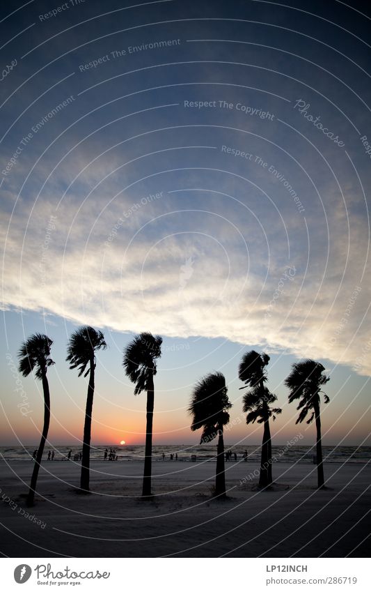 Six on da beach. XI Erholung Ferien & Urlaub & Reisen Tourismus Sommerurlaub Strand Meer Mensch Menschengruppe Natur Landschaft Sand Wind Palme Florida USA