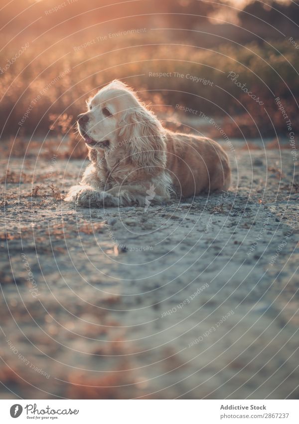 Lustiger Hund liegt auf dem Boden zwischen den Pflanzen. lustig Cocker Erde aussruhen lügen Sonnenuntergang schön Tier Haustier Gras Reinrassig Feld Natur