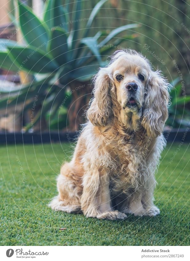 Lustiger Hund liegt auf dem Boden zwischen den Pflanzen. lustig Cocker Erde aussruhen sitzen schön Tier Haustier Gras Reinrassig Feld Natur