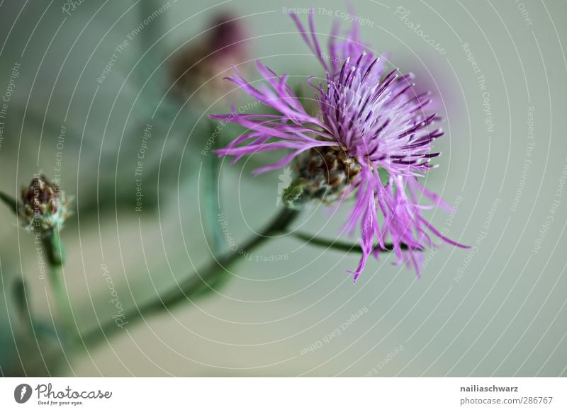 Distel Natur Pflanze Blume Blüte Grünpflanze Wildpflanze Wiesenblume Blühend Duft Wachstum frisch natürlich schön wild grau grün violett Reinheit Farbe