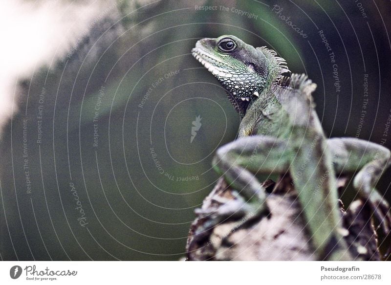 dragon Zoo Tier Wildtier 1 Freundlichkeit Neugier grün Echsen Reptil Drache Schwanz Farbfoto Gedeckte Farben Außenaufnahme Menschenleer Textfreiraum links