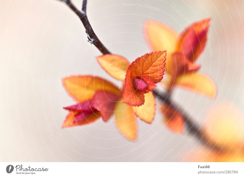 bald ist Frühling Natur Pflanze Sonnenlicht Schönes Wetter Blatt Spierstrauch Garten frisch Gesundheit schön klein natürlich blau gelb orange weiß Stimmung