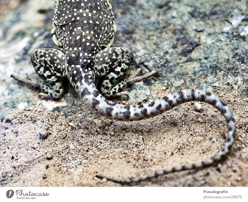 kleines, geschupptes Hinterteil Zoo Tier Wildtier Schuppen 1 festhalten krabbeln Echsen Reptil Schwanz Farbfoto Gedeckte Farben Außenaufnahme Nahaufnahme