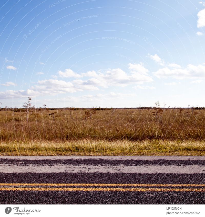 Everglades NP-Road. XVII Ferien & Urlaub & Reisen Tourismus Ausflug Abenteuer Umwelt Natur Landschaft Tier Schönes Wetter Florida USA Sehenswürdigkeit