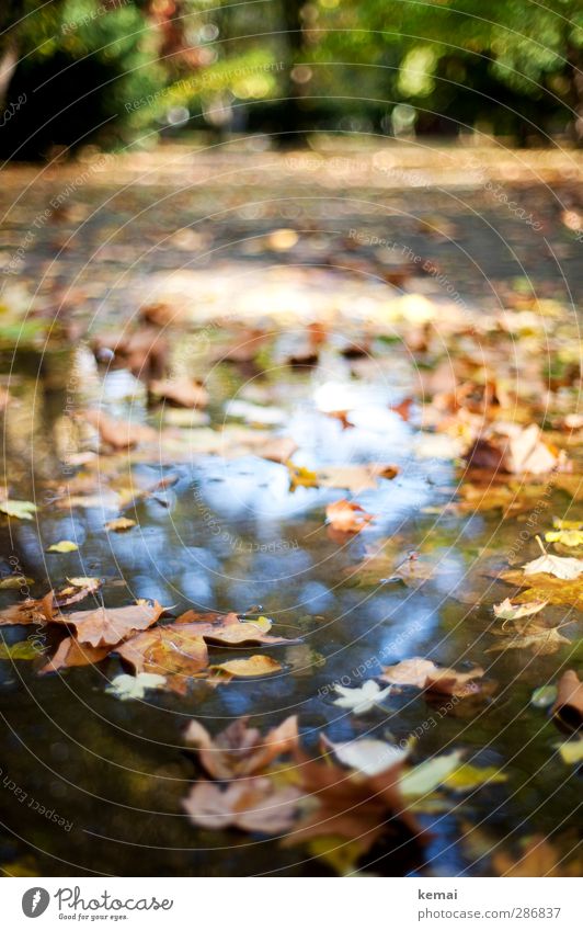 Blätterpfütze Umwelt Natur Pflanze Wasser Sonnenlicht Herbst Schönes Wetter Blatt Wildpflanze Park Pfütze liegen Schwimmen & Baden mehrfarbig herbstlich