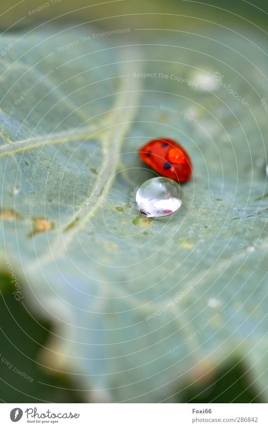 nach dem Regen Wassertropfen Sommer Pflanze Blatt Wiese Nutztier Käfer Marienkäfer "Insekt," Gliederfüßer 1 Tier außergewöhnlich Flüssigkeit groß klein nass