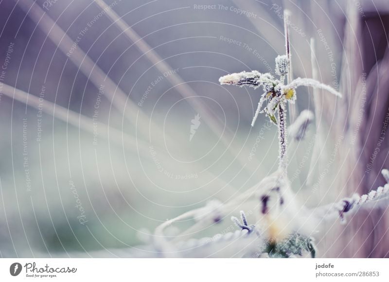 Blume eiskandiert Umwelt Natur Pflanze Eis Frost kalt Löwenzahn gefroren Kristalle Stacheldraht Raureif Winter Herbst Farbfoto Gedeckte Farben Außenaufnahme