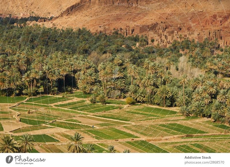 Grüner Wald bei Steinbauwerken auf einem Hügel Oase Konstruktion Marrakesch Marokko antik Handfläche Baum Landen Gebäude Berge u. Gebirge tropisch alt Stadt Tal