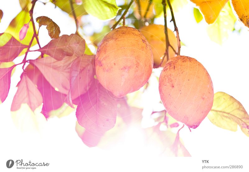 If life gives you lemons.... Lebensmittel Frucht Ernährung Essen Italienische Küche Natur Pflanze Wolkenloser Himmel Sonne Sonnenlicht Sommer Klima