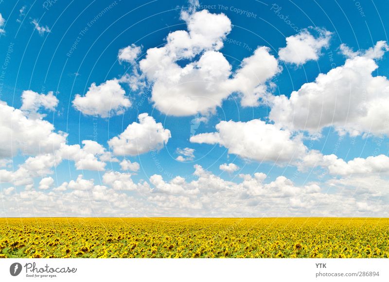 Fields of Gold Ernährung Bioprodukte Umwelt Natur Landschaft Pflanze Himmel Wolken Klima Wetter Schönes Wetter Blume Nutzpflanze Wiese Feld Wachstum Gesundheit