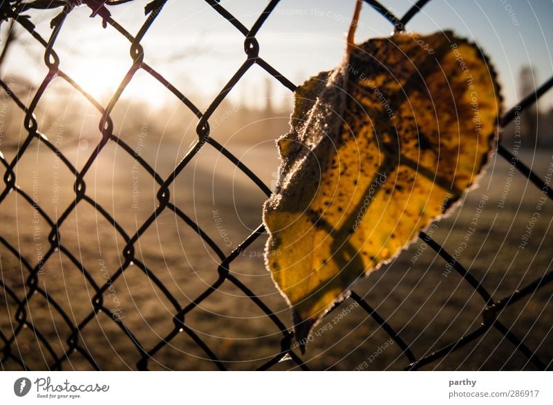 Winterlaub 2 Natur Herbst Gras Blatt blau braun gelb grün Zaun Maschendraht Maschendrahtzaun Farbfoto Gedeckte Farben Außenaufnahme Nahaufnahme Morgen Licht