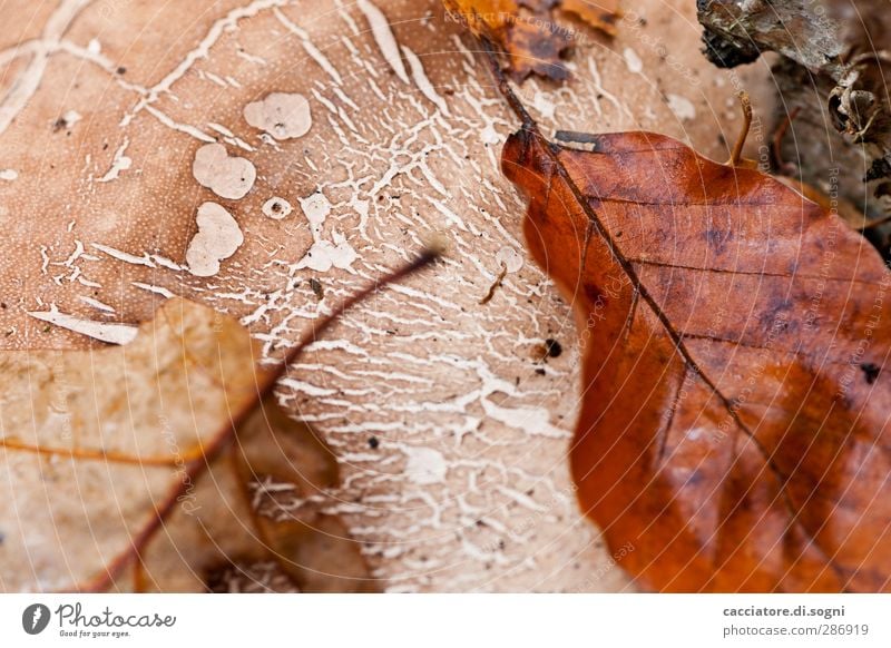 structures Natur Herbst Blatt sportlich einfach natürlich oben schön braun Geborgenheit Zusammensein ruhig Erschöpfung Einsamkeit Frieden Gelassenheit Hoffnung