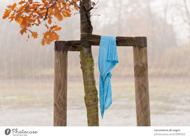 remember the trees Natur Pflanze Herbst Nebel Baum Park warten außergewöhnlich einfach frisch einzigartig lustig Neugier blau orange Freundschaft Wahrheit