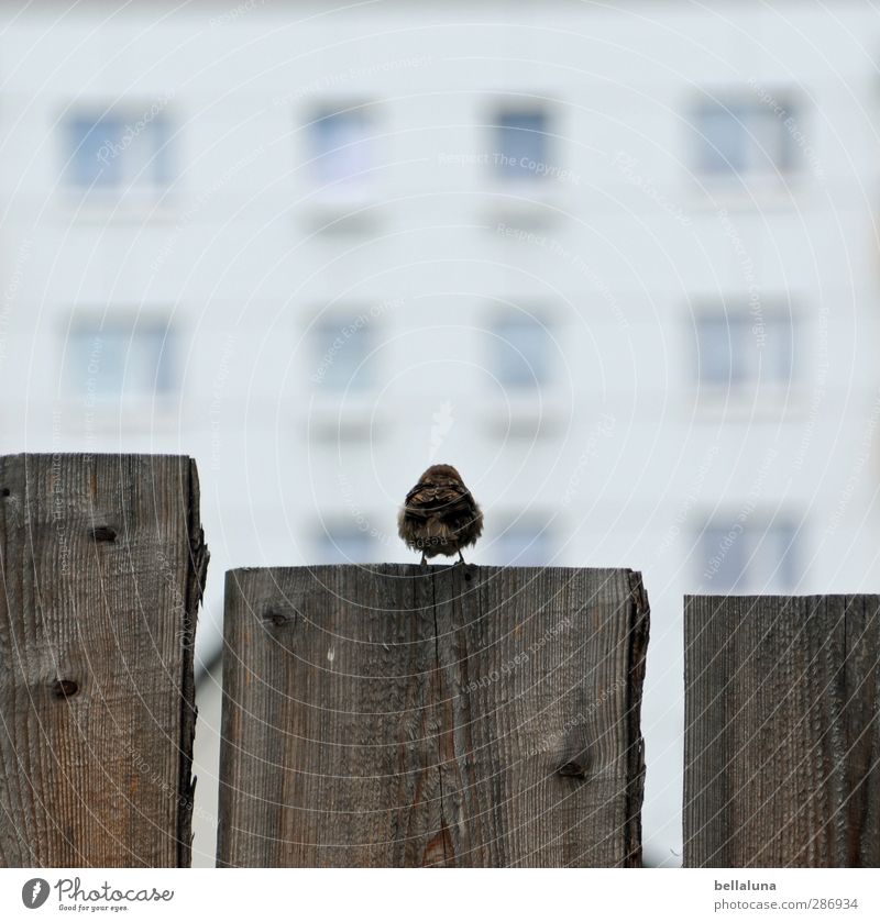 300 | Wenn ich groß bin, werd ich Spießer! Natur Schönes Wetter Tier Wildtier Vogel Flügel 1 sitzen warten braun grau weiß Holz Holzbrett Zaun Zaunpfahl Spatz