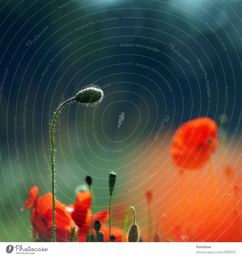 Für Bella Umwelt Natur Pflanze Sommer Blume Blüte Garten Feld hell natürlich schön rot Mohn Mohnblüte Blütenknospen Mohnfeld Farbfoto mehrfarbig Außenaufnahme