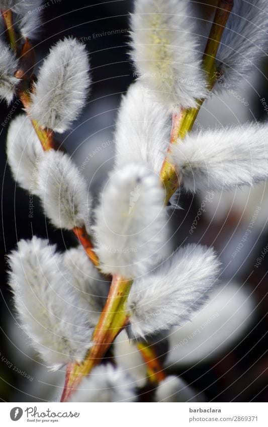 Weidenkätzchen Natur Pflanze Frühling Klima Garten Blühend hell weich weiß Frühlingsgefühle Beginn Lebensfreude Umwelt Farbfoto Außenaufnahme Makroaufnahme