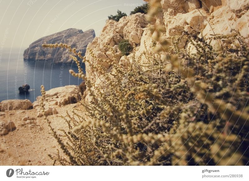 gestrüpp Umwelt Natur Landschaft Pflanze Urelemente Erde Wasser Himmel Sommer Schönes Wetter Gras Sträucher Felsen Küste Meer Insel wild Stein steinig Felsküste