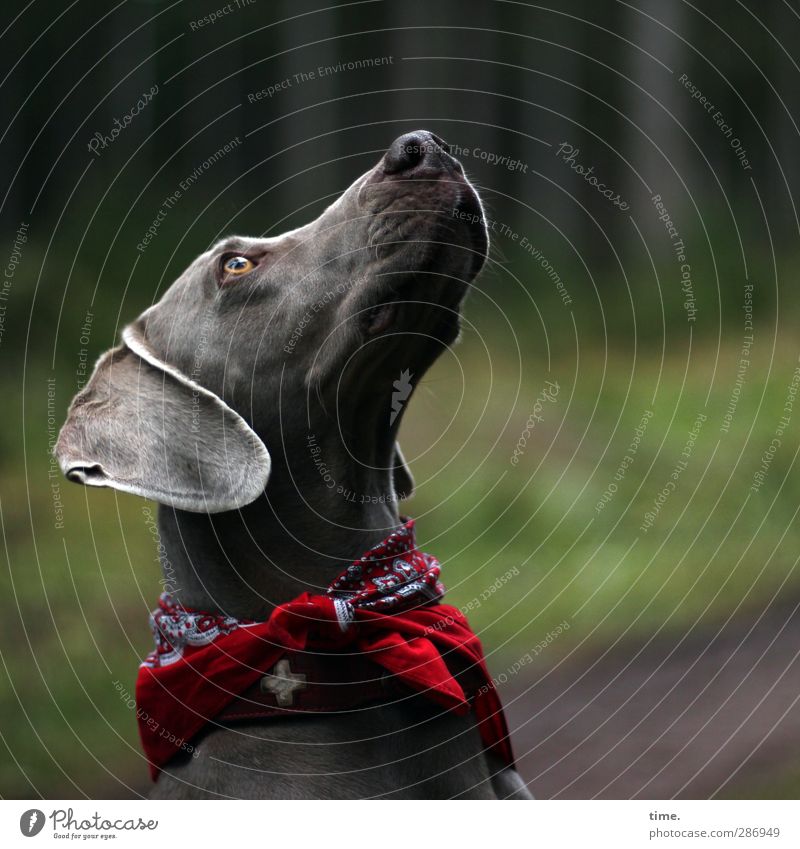 nur manchmal ... Umwelt Herbst Wald Tier Haustier Hund Tiergesicht Weimaraner 1 Blick Hundehalsband Tuch beobachten einzigartig Wärme weich Wachsamkeit