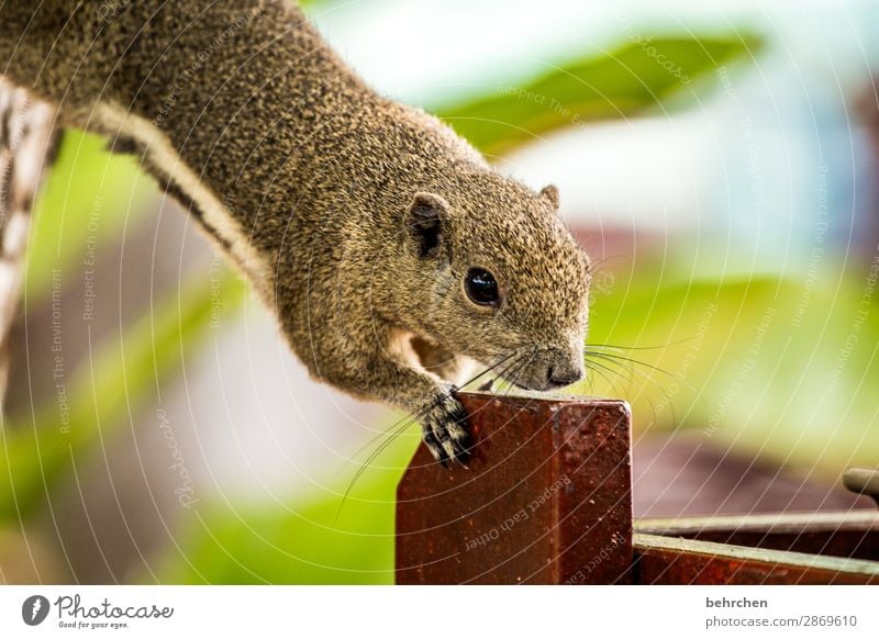 hinterhältig | frühstücksdieb Ferien & Urlaub & Reisen Tourismus Ausflug Abenteuer Ferne Freiheit Wildtier Tiergesicht Fell Eichhörnchen 1 außergewöhnlich