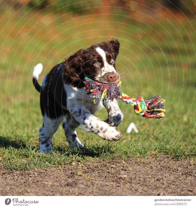 crazy Dog Jagd Tier Haustier Hund 1 Spielzeug rennen springen rebellisch braun grün weiß Freude Frühlingsgefühle Welpe Hundespielzeug Farbfoto Außenaufnahme