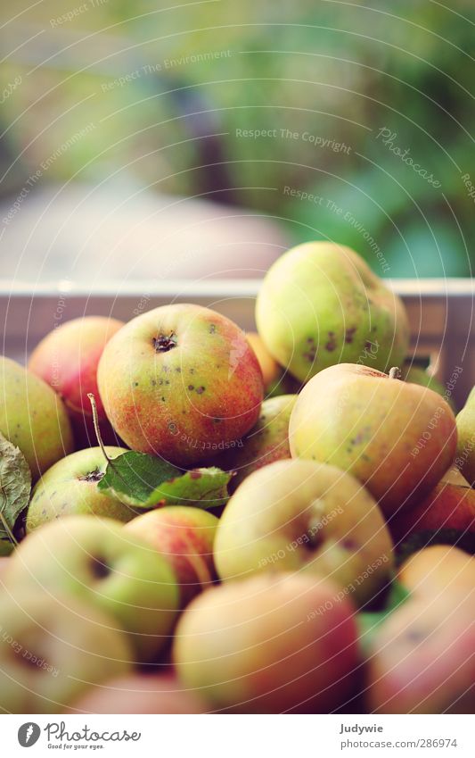 .. keeps the doctor away Lebensmittel Frucht Apfel Ernährung Vegetarische Ernährung Gesundheit Fitness Erntedankfest Natur Herbst Pflanze Nutzpflanze apfelkiste