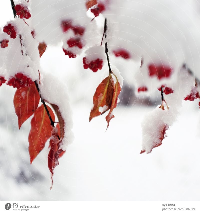 Rot-Weiß-Kontrast Umwelt Natur Herbst Winter Klima Klimawandel Eis Frost Schnee Baum Blatt ästhetisch Einsamkeit einzigartig Farbe Idylle kalt Leben ruhig schön