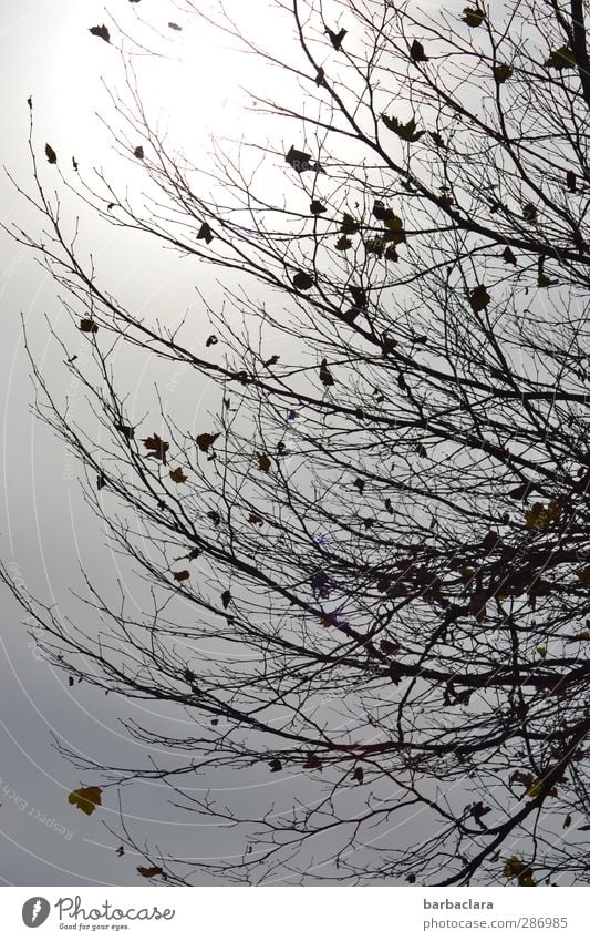 Tristesse mit Hoffnungsschimmer Himmel Sonne Herbst Baum Blatt Zweige u. Äste fallen leuchten hell grau schwarz Gefühle Stimmung Kraft ruhig Sehnsucht bizarr