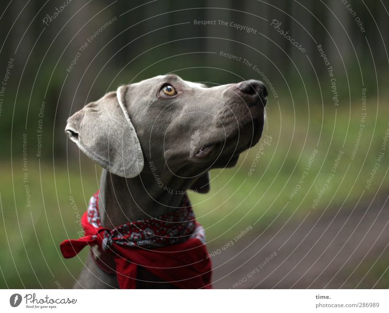 Widerstand ist zwecklos Umwelt Natur Schönes Wetter Wald Halstuch Hundehalsband Tier Haustier Weimaraner 1 beobachten Blick außergewöhnlich Wachsamkeit