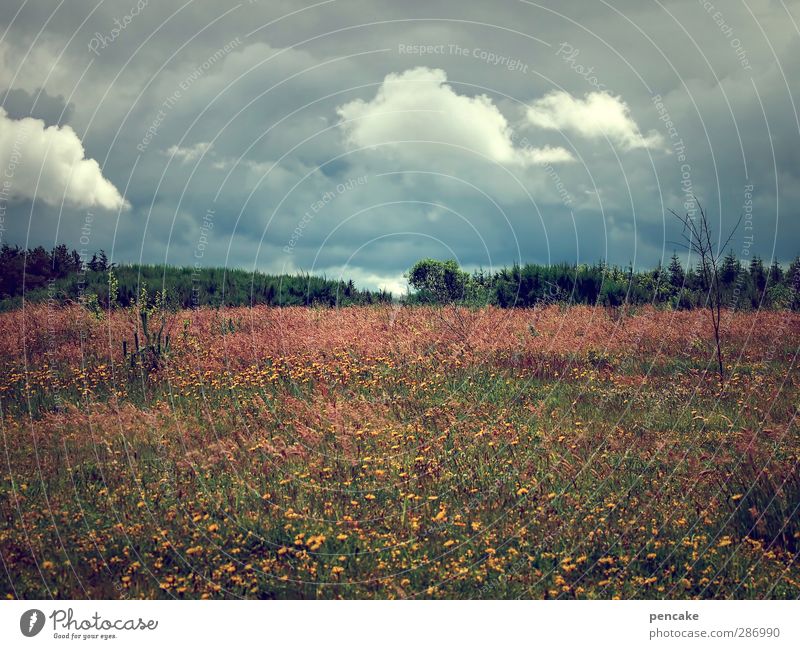 stormy weather Natur Landschaft Wolken Gewitterwolken Sommer Klimawandel Wetter Unwetter Sturm Wiese Fjord Limfjord Abenteuer Überleben Wetterumschwung Juni