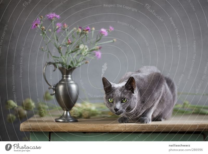 Katze und Distel Blüte Tier Haustier Tiergesicht rassig russisch blau 1 Blumenstrauß Tisch Vase Holz Metall beobachten Duft glänzend Jagd leuchten liegen Blick