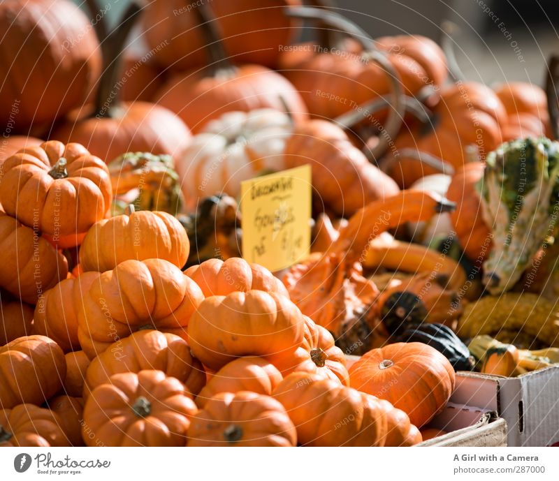 in abundance Lebensmittel Gemüse Kürbis Bioprodukte Vegetarische Ernährung Diät orange Herbst Dekoration & Verzierung verkaufen anbieten Angebot Marktstand