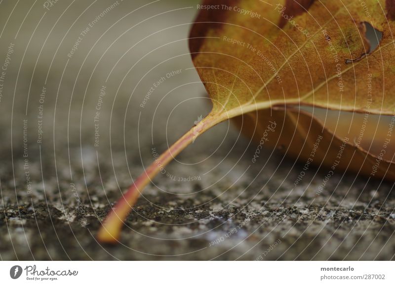 blattstengel Umwelt Natur Pflanze Herbst Blatt Grünpflanze Wildpflanze Stengel alt dünn authentisch einfach kalt natürlich trist trocken weich braun grau