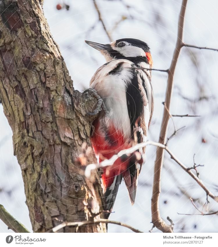 Buntspecht am Baumstamm Natur Tier Himmel Sonnenlicht Schönes Wetter Zweige u. Äste Wildtier Vogel Tiergesicht Flügel Krallen Specht Schnabel gefiedert Feder